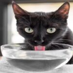 แมวกินน้ำน้อย ทาวแมวควรทำอย่างไร